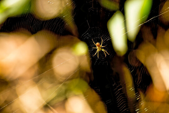 Small Spider on Web
