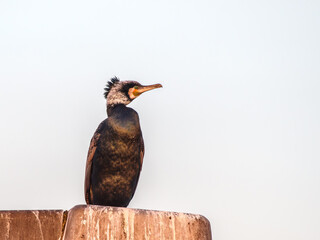 Kormoran zwyczajny (Phalacrocorax carbo) siedzący na drewnianym palu. Portret czarnego ptaka wodnego na jasnym tle. © Henryk Niestrój