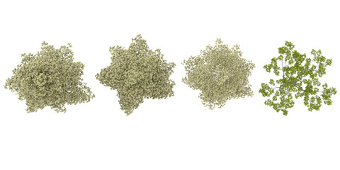 Fototapeta premium 3d illustration of Acer campestre,European Hornbeam,Oak plants on transparent background from the top view