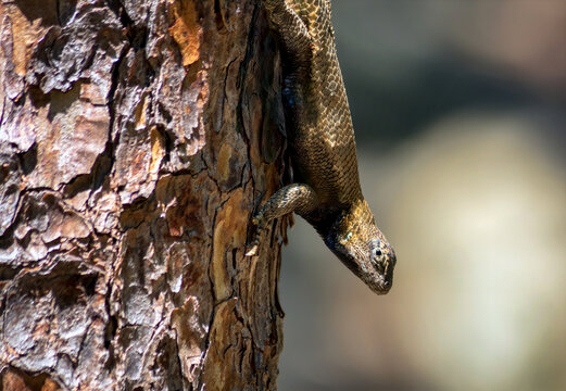 Lizard Crawling Down Tree