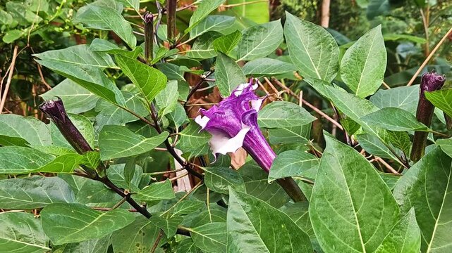 Purple Devil's Trumpet Datura metel flower blooming in a natural garden. The elegant trumpet-shaped blossom with purple and white petals is captured in natural daylight
