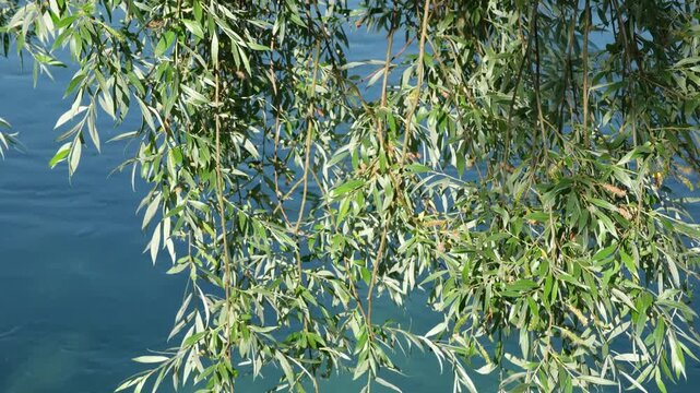 Natur Paradies am Fluss im Sommer, Gr&uuml;ne Weiden Baum Bl&auml;tter &uuml;ber der blauen Wasseroberfl&auml;che