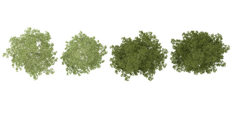 Fototapeta premium 3D rendering of Birch,Ash plants isolated on white background from the top view