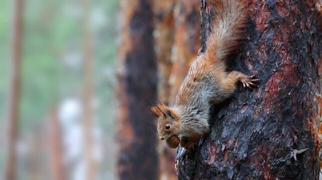 Red Squirrel Holding Nut While Climbing Pine Tree in Forest. Wild Red Squirrel Carrying Walnut on Pine Tree Trunk Close-Up