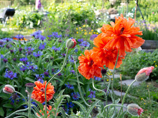 Obraz premium Oriental poppy, Papaver oriental. double flowers in orange color blooming in early June, May Queen