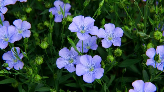 亜麻の花