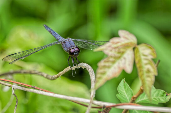 Blue Dragonfly