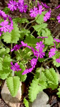 Primula sieboldii, also known as Sibold's primrose, is a beautiful plant with pink spring flowers that is perfect for shady gardens.