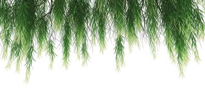 Hanging willow tree branches with lush green leaves on white background