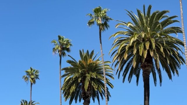 Beautiful tall palm trees isolated against a deep blue sky