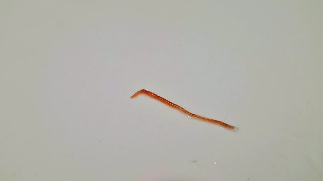 worm on the ground