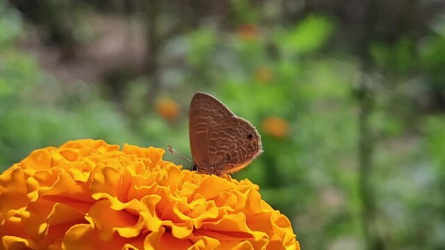 Small Blue Butterfly