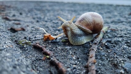 snail on a stone © Вера Разуваева