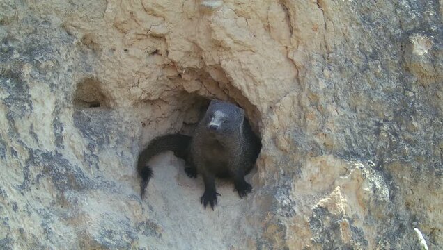 Egyptian mongoose (Herpestes ichneumon) recorded in Spain