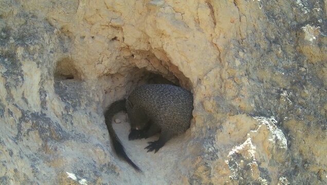 Egyptian mongoose (Herpestes ichneumon) recorded in Spain