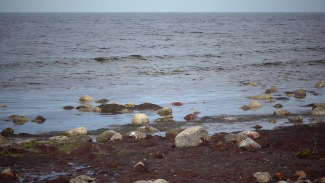 Lange Erik, Sweden The coastline of the Oland island in the Baltic Sea.