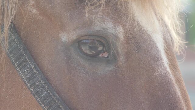 Macro shot of a brown horse's eye in close-up. The domestic animal in a halter looks aside on a sunny day.