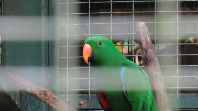 parrot in cage
