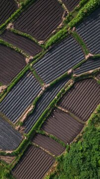 Aerial view workers crossing patchwork plots forming geometric mosaic, alternating mulched beds and bare soil create bold contrast, rural network of hedgerows and paths,Bali,Indonesia,vertical video