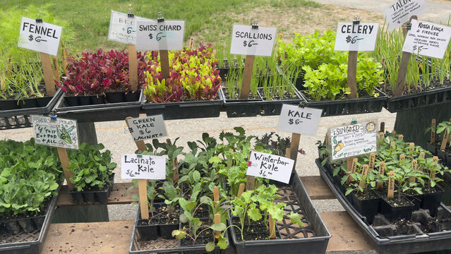 Seedling Variety at Farmstand