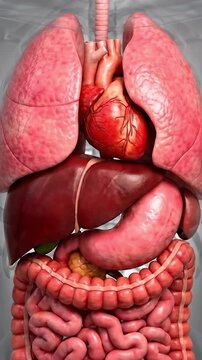3D medical illustration of human internal organ system with heart, lung, liver and stomach. Suitable for education, presentation, science, training.