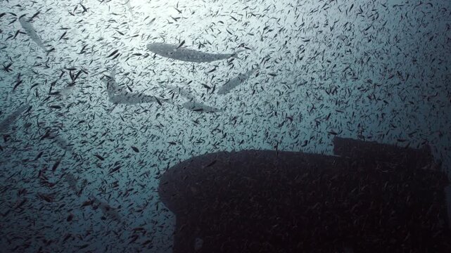 Dense Baitfish Blackout with Shadows of Predatory Fish Swimming Above