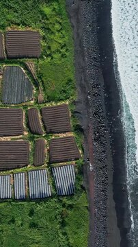 Aerial black sand coastline with rectangular farm plots, rolling surf and lush terraces bordering volcanic pebble beach calm tropical mood, textured fields with irrigation strips,Bali,vertical video