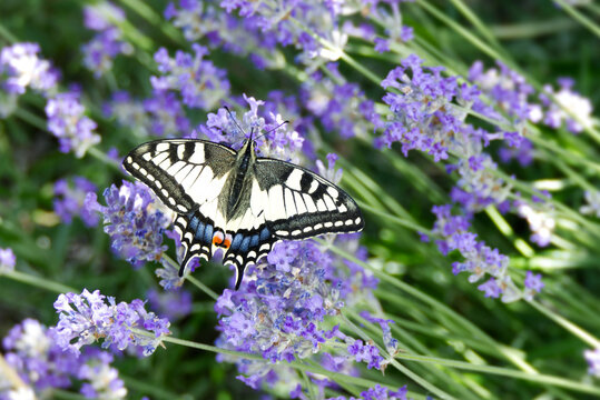 Old World Swallowtail or common yellow swallowtail (Papilio machaon) sitting on lavender in Zurich, Switzerland