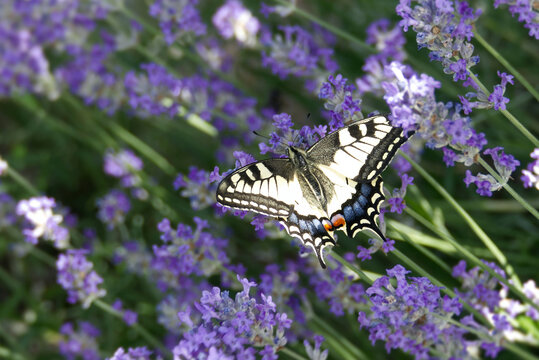 Old World Swallowtail or common yellow swallowtail (Papilio machaon) sitting on lavender in Zurich, Switzerland