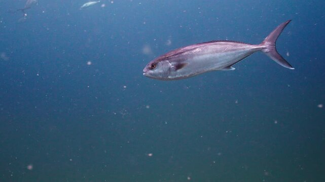 Single Greater Amberjack Swimming Solo in the Open Ocean