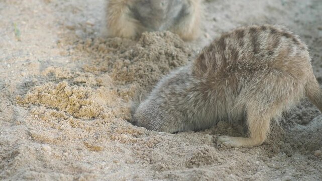 A funny meerkat actively digs a deep hole in the sand. A small furry animal is enthusiastically searching for food or building a shelter in a zoo enclosure.