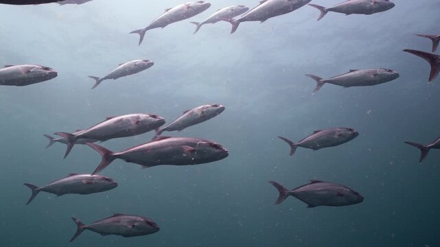 Methodical Slow Motion School of Greater Amberjack Swimming in Open Ocean