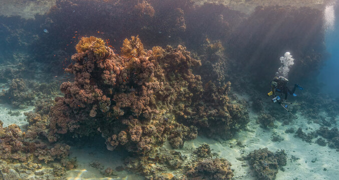 Panoramic wide angle view of a scuba diver exploring a majestic coral reef wall in Marsa Alam Red Sea Egypt