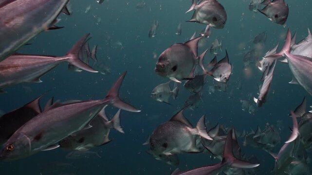 Title: Massive Schools of Greater Amberjack and Spadefish Swimming Together Underwater