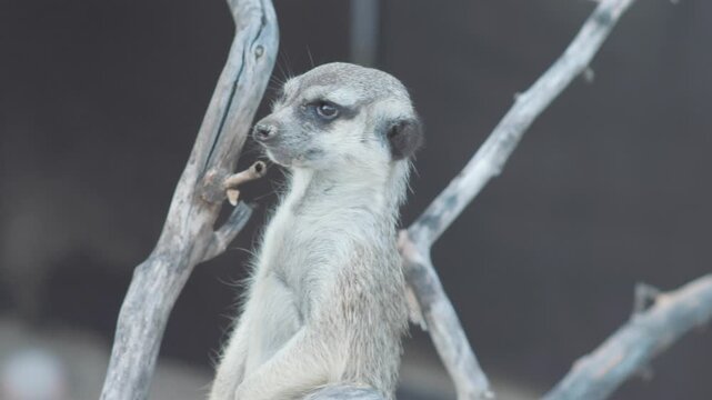 Curious meerkat sits on a dry log and quickly turns its head from side to side. Cute alert animal monitors the territory in the zoo close up.