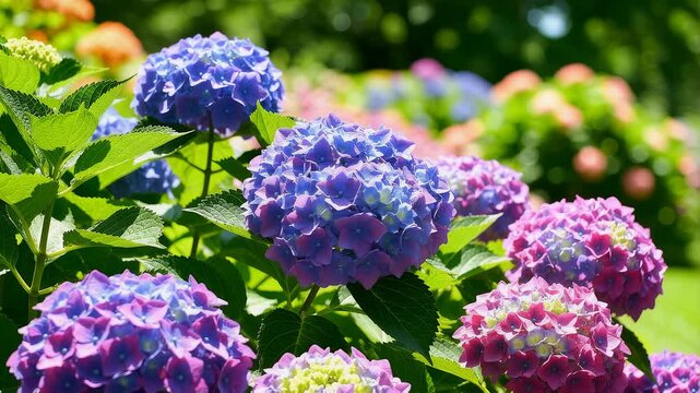 Video of blue and purple hydrangea flowers blooming in a garden under sunlight
