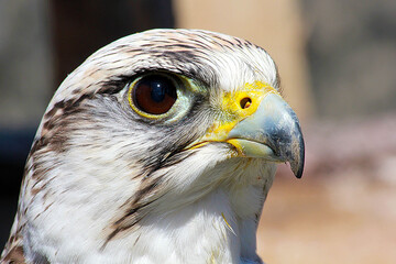 Obraz premium bird of prey