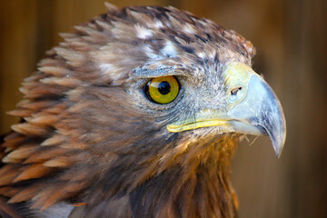 Fototapeta premium bird of prey
