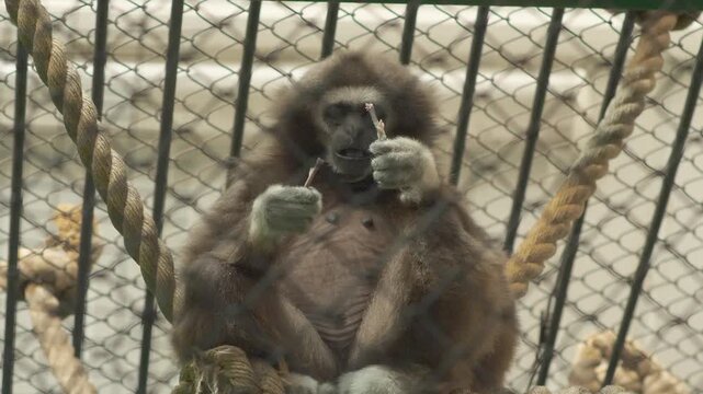 Lar gibbon sits on a thick rope inside a zoo cage and chews on a small stick. White-handed gibbon examines a wooden splinter behind bars close up.