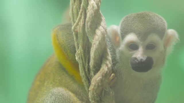 Cute squirrel monkey saimiri holds onto a thick rope in the zoo. Small primate with yellow paws looks at the camera against a green background close up.