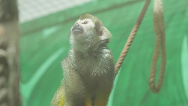 Small squirrel monkey saimiri actively turns its head and looks up in the zoo enclosure. Curious primate with yellow paws close up against a bright green background.