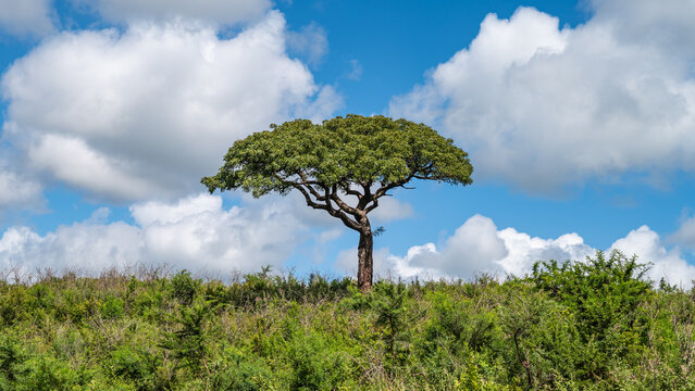 Acacia Tree in African Savanna, Hluhluwe Imfolozi park, South Africa