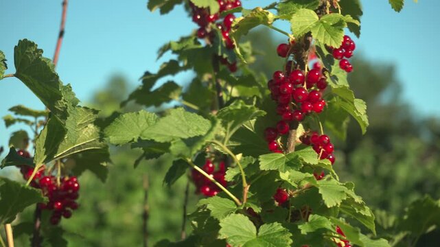 Red currant berries cluster on green vine branches under clear blue sky in a lush garden setting, showcasing vibrant colors and natural beauty