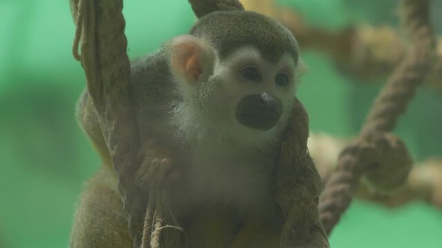 Cute squirrel monkey saimiri sits on a thick rope and holds the cord with its paws. Small fluffy primate close up looking around sadly in the zoo against a green background.