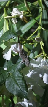 Kanarengecko