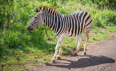 Naklejka premium Plains Zebra Walking on Road in Hluhluwe-iMfolozi Game Reserve National Park, South Africa