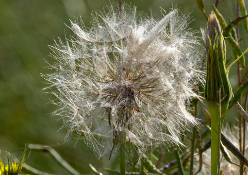 Wiesen Bocksbart