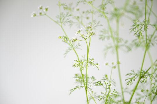 Delicate Green and White Flower Stem on Light Background