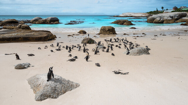 African Penguins on Boulders Beach near Cape Town, South Africa