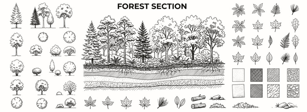 Natural forest ground cross section with soil layers, rocks and fractured earth texture pattern for landscape architecture, terrain plans, CAD drawings and decorative backgrounds